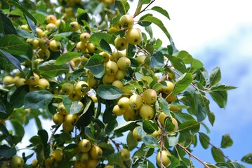 Crabapple tree full of green apple fruits. Malus baccata.