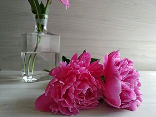 Two peonies close-up lay on a light wood table. one peony is standing in a transparent vase