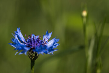 Blue  cornflower. - 360879120