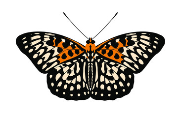 Fototapeta premium butterfly panter isolated on white