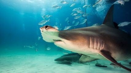 Close-up of a giant hammerhead shark, Mokarran. Bimini. The Bahamas - obrazy, fototapety, plakaty