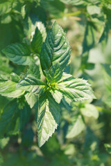 Mint plant in the garden.