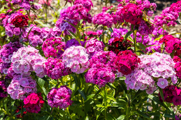 Dianthus Barbatus (Sweet William) flowering plants in a garden.