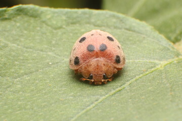 ladybag on leaf