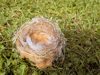 an empty bird nest in the grass