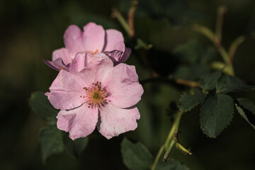 Closeup of one pink wild rose flower.