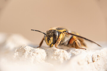 Tiny and colorful abjejita lurking on a rock without vegetation
