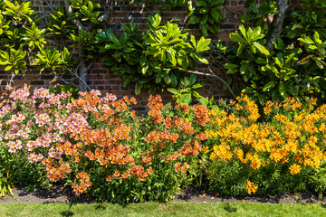 Varied colours Alstroemeria plants, also called Peruvian lily in a garden border.