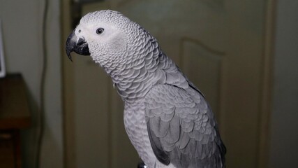 African Grey Parrot