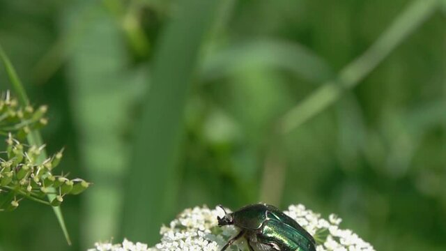 Slow Motion Video: Beautiful green metallic beetle spreads its wings and takes off from a white flower. Beetle Rose Chafer or the Green Rose Chafer (Cetonia aurata)