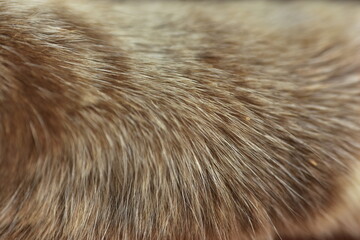 cat fur texture. HD Image and Large Resolution. can be used as background and wallpaper. web banners consepts.