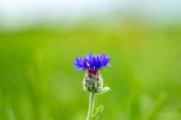 Blue cornflower, Centaurea cyanus flower on backgrounders of soft evening light.