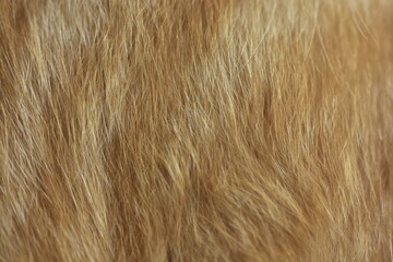 cat fur texture. HD Image and Large Resolution. can be used as background and wallpaper. web banners consepts.