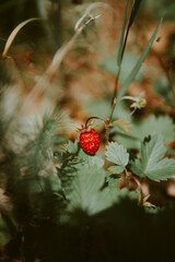 ladybird on a tree