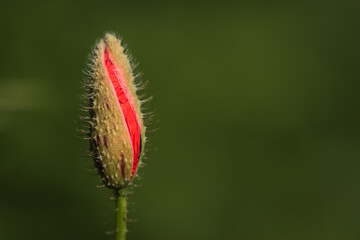 Bud of poppy on the green background.
