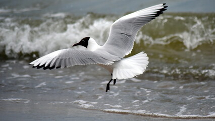 seagull, mewa, morze Bałtyk, woda © Zbigniew