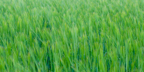 green wheat field on a Sunny summer day
