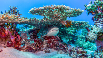 The shark sleeps his nap in the shade of the coral table. Tubbataha Reef (Philippines)
