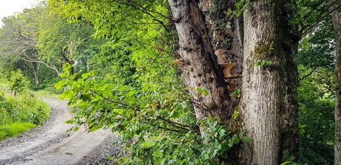 green moss on a tree