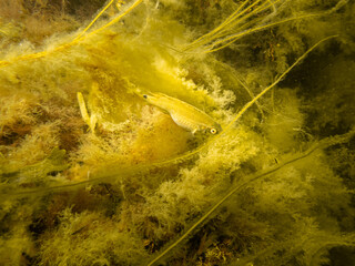 A small yellow fish hiding in yellow seaweed. Picture from a scuba dive in Oresund, Malmo, Sweden