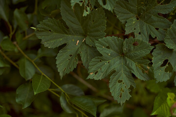 Raspberry leaves in dirks. Plant-eaten bushes close-up.