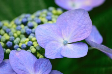 Macro details of blue hydrangea flowers