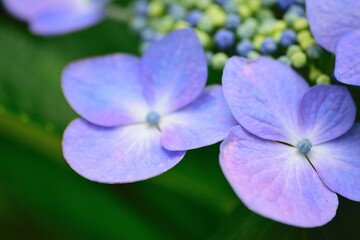 Obraz premium Macro details of blue hydrangea flowers