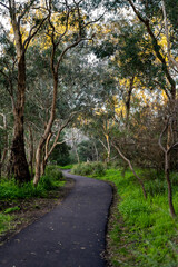 Fototapeta na wymiar path in the forest or woods
