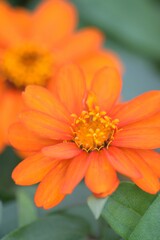 Macro details of Red Daisy flower in summer garden