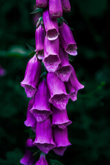 purple and yellow flower