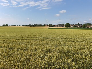 rye field, horizon, clouds and blue sky, summer, crop