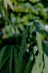 rain drops on a green leaf