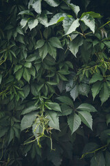 Hedge of hops. Green hedge. Fence of the hops.