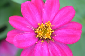 Macro details of Pink Daisy flower in summer garden
