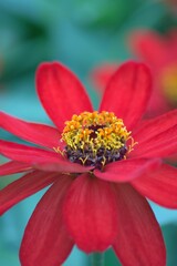 Macro detail of Red Daisy flowers in summer garden