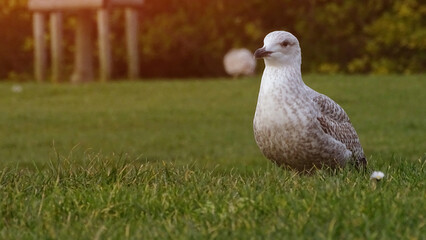 Seagull in the grass looking into the distance