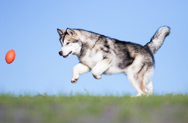 alaskan malamute dog runs after the ball