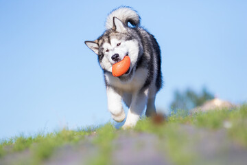 alaskan malamute dog runs after the ball