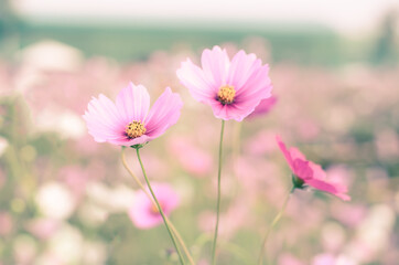 Pink cosmos flower closeup and vintage style image.