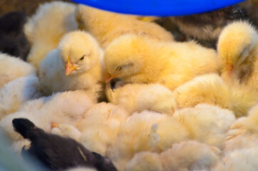 Hatched chicks in poultry farm, close up image.