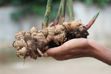 Ginger which is fresh pulled out from soil along with plant held in hand