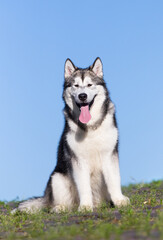 alaskan malamute dog sitting