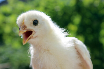 baby chicken, chicken