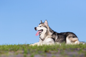 alaskan malamute dog lying sideways