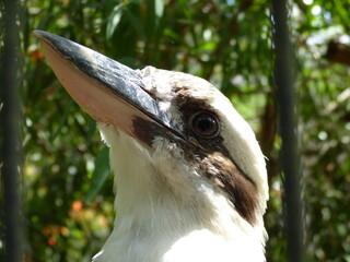 Lachender Hans, Vogel