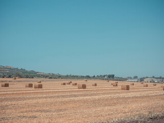 Obraz premium Rectangular hay bales on the empty field after harvesting on summer sunny day. Near Kibbutz Degania, Israel.
