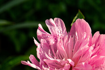 pink peony flower in water drops