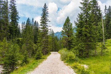 Fototapeta na wymiar Hiking trail in the mountains surrounded by evergreen forest