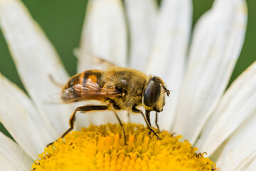 A bee on a camomile flower. Macro photo. White petals and yellow stamens of a camomile. Yellow pollen of a flower on the body of a bee.A bee pollinates a flower. Bee wings, paws, head and body texture