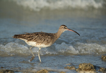 Whimbrel moving in the water of Busaiteen, Bahrain